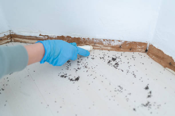 Best Emergency Pest Control  in Blandon, PA